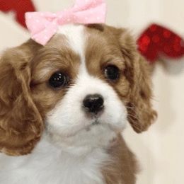 Cavalier King Charles Spaniels from Autumn Hearts Cavaliers