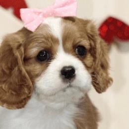 Cavalier King Charles Spaniels from Autumn Hearts Cavaliers