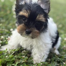 Biewer Terrier, Cavalier King Charles Spaniel, and Cavapoo Puppies from Happy Tails
