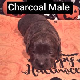 Ernie - Charcoal male Dilute Retriever puppy in Madras, Oregon from GT Labradors