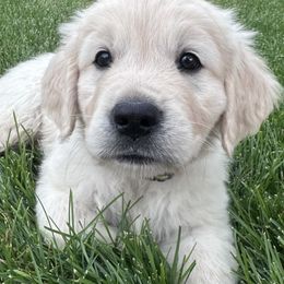 Golden Retriever Puppies from K5 Dog Services