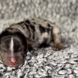 Dumplin - Blue merle male Miniature Australian Shepherd puppy in Michie, Tennessee from Acton Aussies