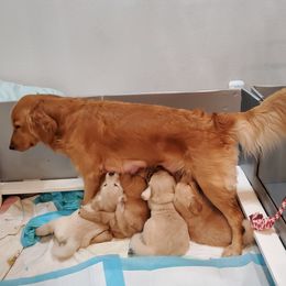 Golden Retriever Puppies from Nutmeg's Golden Puppy Dog