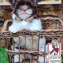 Biewer Terrier and Yorkshire Terrier Puppies from Corazon de gigante