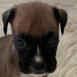 Po - Fawn male Boxer puppy in Ocala, Florida from Bowers Boxers