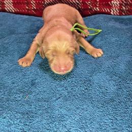 Lucas - Apricot male Goldendoodle puppy in Georgetown, Tennessee from Georgetown designer and purebred puppies