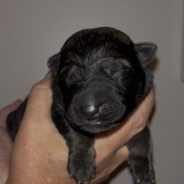 Green collar - Sable male German Shepherd puppy in Saint Charles, Missouri from Lowemond German Shepherds