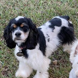 Cocker Spaniel Puppies from Allison Cocker Spaniel Pup's