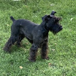 Freda - Miniature Schnauzer