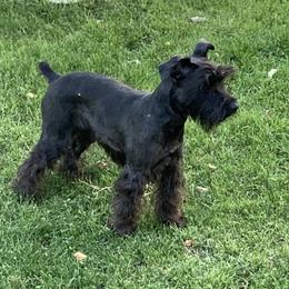 Freda - Miniature Schnauzer