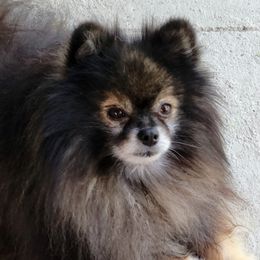 Solar - Pomeranian