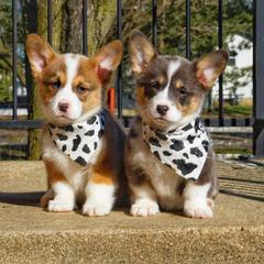 French Bulldog and Pembroke Welsh Corgi Puppies from Burn 3 Farms