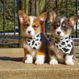 French Bulldog and Pembroke Welsh Corgi Puppies from Burn 3 Farms