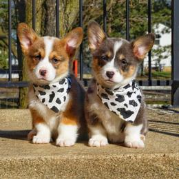 French Bulldog and Pembroke Welsh Corgi Puppies from Burn 3 Farms