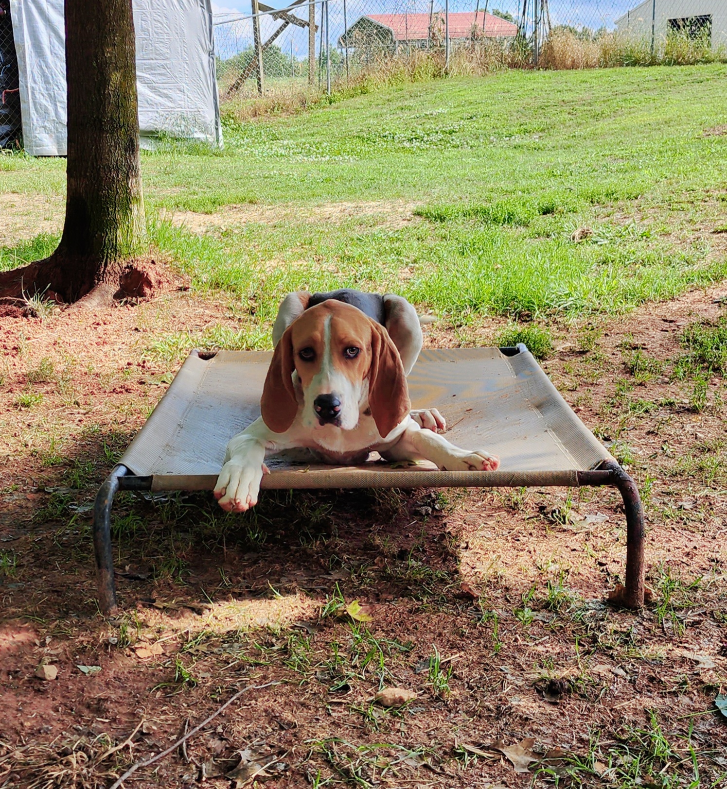 Treeing Walker Coonhounds from Broken Road Kennel