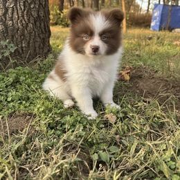 Chocolate Parti Male - Chocolate male Pomeranian puppy in Harrah, Oklahoma from Sunshines Pomeranians & Cavapoos