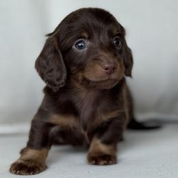 Stout - Chocolate and tan male Dachshund puppy in Bentonville, Arkansas from Boujee Buns Dachshunds