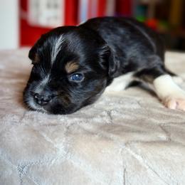 Squidward - Black tri male Miniature Australian Shepherd puppy in Buchanan, Georgia from Stanleyville Farm Mini Aussies