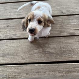 Dachshund Puppies from TG Dachshunds