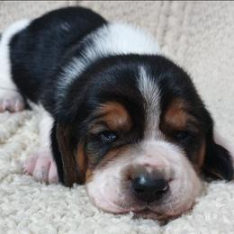 Denver - Black brown and white male Basset Hound puppy in Dixon, Missouri from Kickapoo Bassets