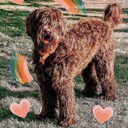 Blueberry - Australian Labradoodle