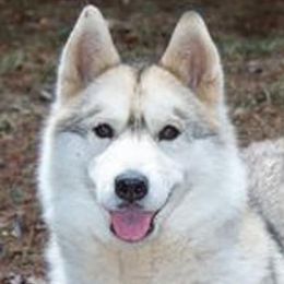 Fantasia - Siberian Husky