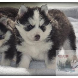 Pomsky Puppies from Foxfire Arctic Spitz