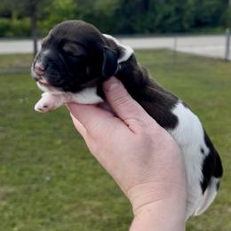 Sam - Piebald male Dachshund puppy in Homestead, Florida from Florida Mini Dachshunds
