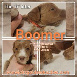 Goldendoodle Puppies from Stacy Warwick