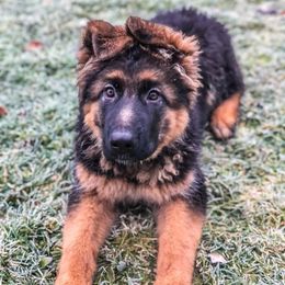 German Shepherds from Von Den Grunen Bergen Shepherds