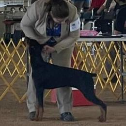 Bel - Doberman Pinscher