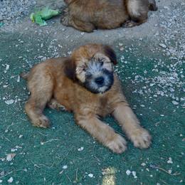 Spruce - Wheaten male Soft Coated Wheaten Terrier puppy in Kirksville, Missouri from Ironwood Ridge Kennels
