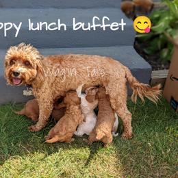 Bernedoodle and Cavapoo Puppies from Wag'in Tails