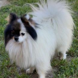 Remy - Black and tan parti male Pomeranian puppy in Durham, California from WestCoast Pomeranians