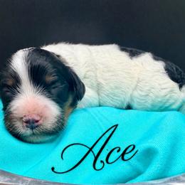Ace - Tri-color male Cavapoo puppy in Cameron, South Carolina from Sassy Sailor & Company