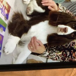 Crystal - English Springer Spaniel