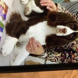 Crystal - English Springer Spaniel