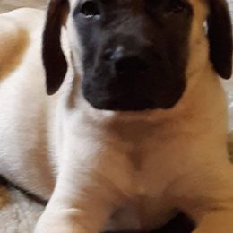 Mastiff Puppies from Silver Mountain Mastiffs