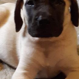 Mastiff Puppies from Silver Mountain Mastiffs