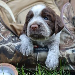 English Springer Spaniel Puppies from White Pine Springer Spaniels