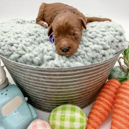 Gouda - Red  female Goldendoodle puppy in Sunman, Indiana from Brunsman Country Doodles LLC