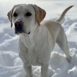 Juneau - Labrador Retriever