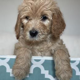 Goldendoodle Puppies from AZ/CO Designer Goldendoodles