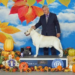 Labrador Retriever Puppies from Flashylabs AKC GRAND CHAMPION SIRED