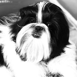 Miss Kiss - Shih Tzu