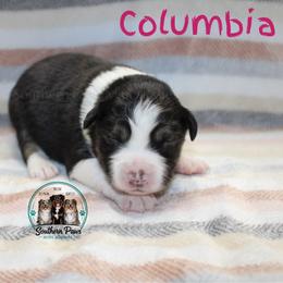 Columbia - Black tri-color female Australian Shepherd puppy in Crockett, Texas from Southern Paws Mini Aussies