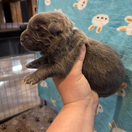 Ocean - Blue male German Shepherd puppy in Watervliet, Michigan from M&M Shepherd Farms