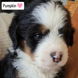 Pumpkin - Tri-color female Bernedoodle puppy in Shiloh, Georgia from Doodle Mountain