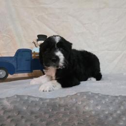 Toast - Black and white male Sheepadoodle puppy in Weatherford, Texas from Oodles of poodles and doodles