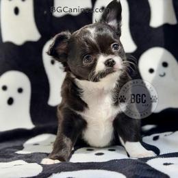 Joker 3000 - Black and white male Chihuahua puppy in Forsyth, Georgia from Brooks Grove Canines LLC